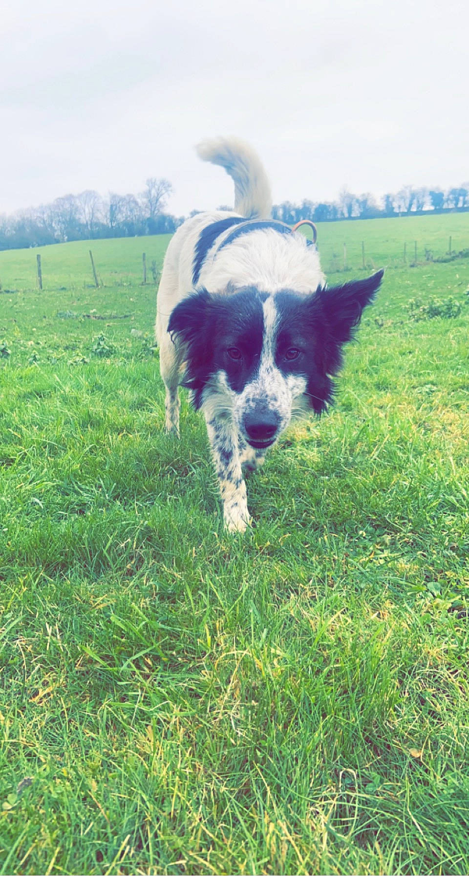 Shadow participe au concours pour gagner de l'argent avec cette photo : canidae, carnivore, cloud, companion_dog, dog, dog_breed, field, grass, grassland, herding_dog, meadow, pasture, plant, prairie, sky, snout, sporting_group, tail, tree, working_animal
