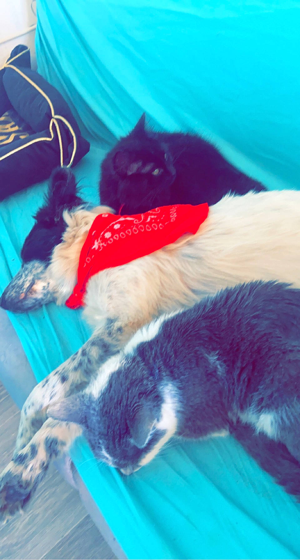 Shadow participe au concours pour gagner de l'argent avec cette photo : black_cat, canidae, carnivore, cat, comfort, companion_dog, dog_breed, domestic_short_haired_cat, electric_blue, felidae, fur, grey, linens, paw, small_to_medium_sized_cats, snout, sporting_group, tail, tints_and_shades, whiskers