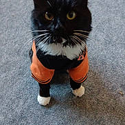 Tiny B Elias joined the competition — help win amazing prizes! cat, black_cat, white_paws, orange_jacket, pet_clothing, indoor, carpet, curious_eyes, whiskers, sitting, feline, domestic_cat, cute_pet, animal, looking_up, black_fur, white_chest, small_pet, attentive, house_pet