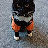 cat, black_cat, white_paws, orange_jacket, pet_clothing, indoor, carpet, curious_eyes, whiskers, sitting, feline, domestic_cat, cute_pet, animal, looking_up, black_fur, white_chest, small_pet, attentive, house_pet