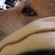 Van Waesberghe participe au concours pour gagner de l'argent avec cette photo :