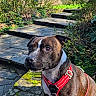 Tao participe au concours pour gagner de l'argent avec cette photo : alert, blue_sky, brown_dog, canine, daylight, dog, garden, greenery, leash, moss, nature, outdoor, pathway, pet, plants, red_harness, shadows, sitting, stone_steps, sunlight