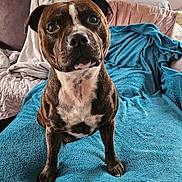 Tao a rejoint le concours — aidez-le/la à gagner de superbes lots ! animal, bed, blanket, boxer, bulldog, canine, couch, cushion, dog, dogbed, frenchbulldog, furniture, homedecor, hound, indoors, interiordesign, pet, pitbull, puppy, snout