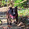 animal, canine, collar, daylight, dog, forest, greenery, happy, leaves, nature, outdoor, path, pet, playful, small_dog, stone_path, sunlight, tongue_out, trees, walking