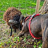 Tao a rejoint le concours — aidez-le/la à gagner de superbes lots ! animal, closeup, curious, daylight, dog, fence, field, forest, grass, greenery, harness, interaction, leaf, mammal, nature, outdoor, pet, ram, tree, wildlife