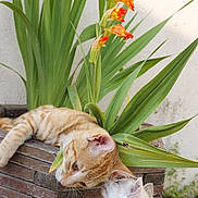 Iggy a rejoint le concours — aidez-le/la à gagner de superbes lots !