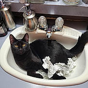 Lucifer joined the competition — help win amazing prizes! cat, black_cat, sink, bathroom, faucet, crumpled_paper, domestic, pet, curious, animal, yellow_eyes, countertop, toiletries, cotton_swabs, soap_dispenser, relaxing, indoor, fur, whiskers, tail