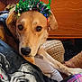 dog, headband, 2025, indoor, pet, resting, brown_dog, curious, furniture, plaid, fabric, decor, household, closeup, animal, eyes, expression, celebration, holiday, casual