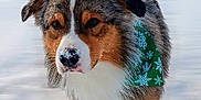 Boone is registered to the contest to win money with this photo: animal, bandana, black_fur, brown_fur, cold, cute, dog, ears, friendly, fur, green_bandana, muzzle, nose, outdoor, pet, snow, snowflakes, walking, white_fur, winter