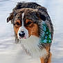 animal, bandana, black_fur, brown_fur, cold, cute, dog, ears, friendly, fur, green_bandana, muzzle, nose, outdoor, pet, snow, snowflakes, walking, white_fur, winter