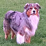 Boone is registered to the contest to win money with this photo: alert, animal, australian_shepherd, beautiful, canine, dog, domestic_animal, ears, field, friendly, fur, grass, mammal, nature, outdoor, pet, portrait, standing, tail, walking