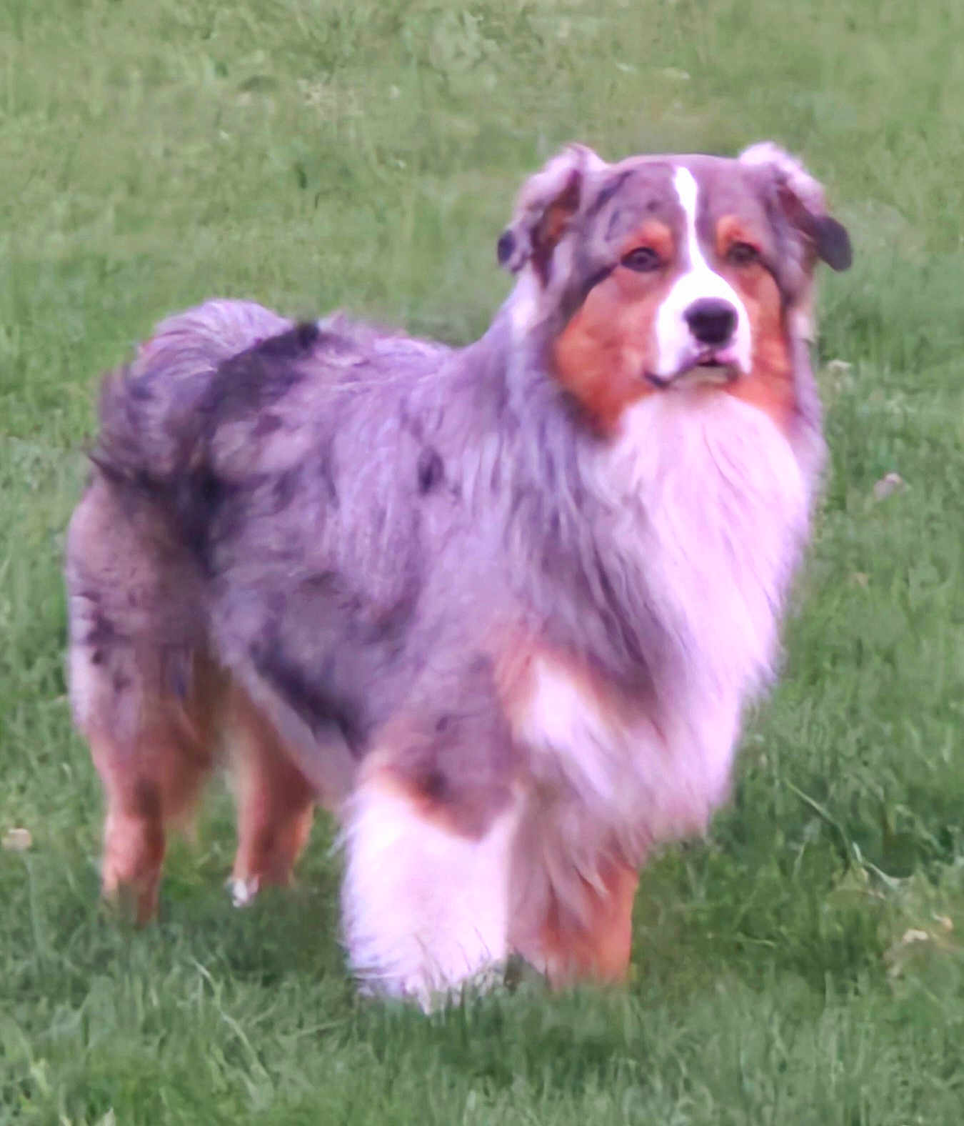 Boone is registered to the contest to win money with this photo: alert, animal, australian_shepherd, beautiful, canine, dog, domestic_animal, ears, field, friendly, fur, grass, mammal, nature, outdoor, pet, portrait, standing, tail, walking