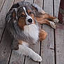 Boone is registered to the contest to win money with this photo: animal, australian_shepherd, brown, canine, companion, cute, dog, domestic_animal, ears, fur, grey, laying_down, looking_up, outdoor, paws, pet, portrait, relaxed, white, wooden_floor