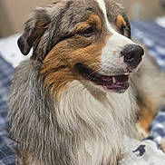 Boone joined the competition — help win amazing prizes! animal, australian_shepherd, bed, blanket, canine, close_up, cozy, dog, domestic_animal, ears, fur, furry, happy, indoor, long_fur, muzzle, pet, portrait, resting, smiling