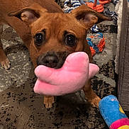 Rose joined the competition — help win amazing prizes! dog, brown_dog, toy, pink_toy, plush_toy, carpet, indoor, pet, animal, playful, ears, eyes, nose, paw, floor, colorful, rope_toy, stuffed_toy, cute, looking_up