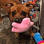 dog, brown_dog, toy, pink_toy, plush_toy, carpet, indoor, pet, animal, playful, ears, eyes, nose, paw, floor, colorful, rope_toy, stuffed_toy, cute, looking_up
