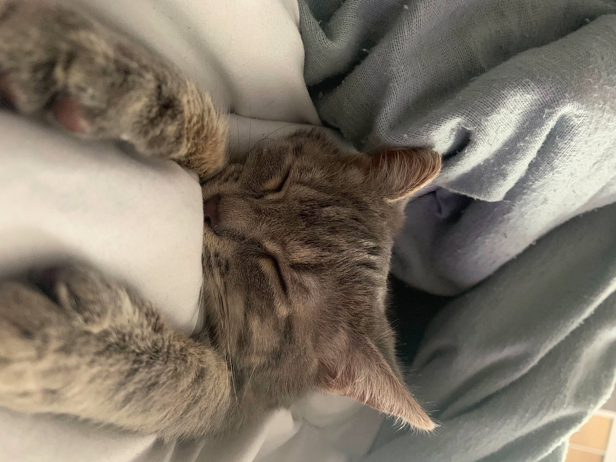 Sucrette a rejoint le concours — aidez-le/la à gagner de superbes lots ! bed, carnivore, cat, claw, close_up, comfort, domestic_short_haired_cat, fawn, felidae, fur, gesture, grey, human_leg, linens, paw, small_to_medium_sized_cats, snout, tail, whiskers, wildlife