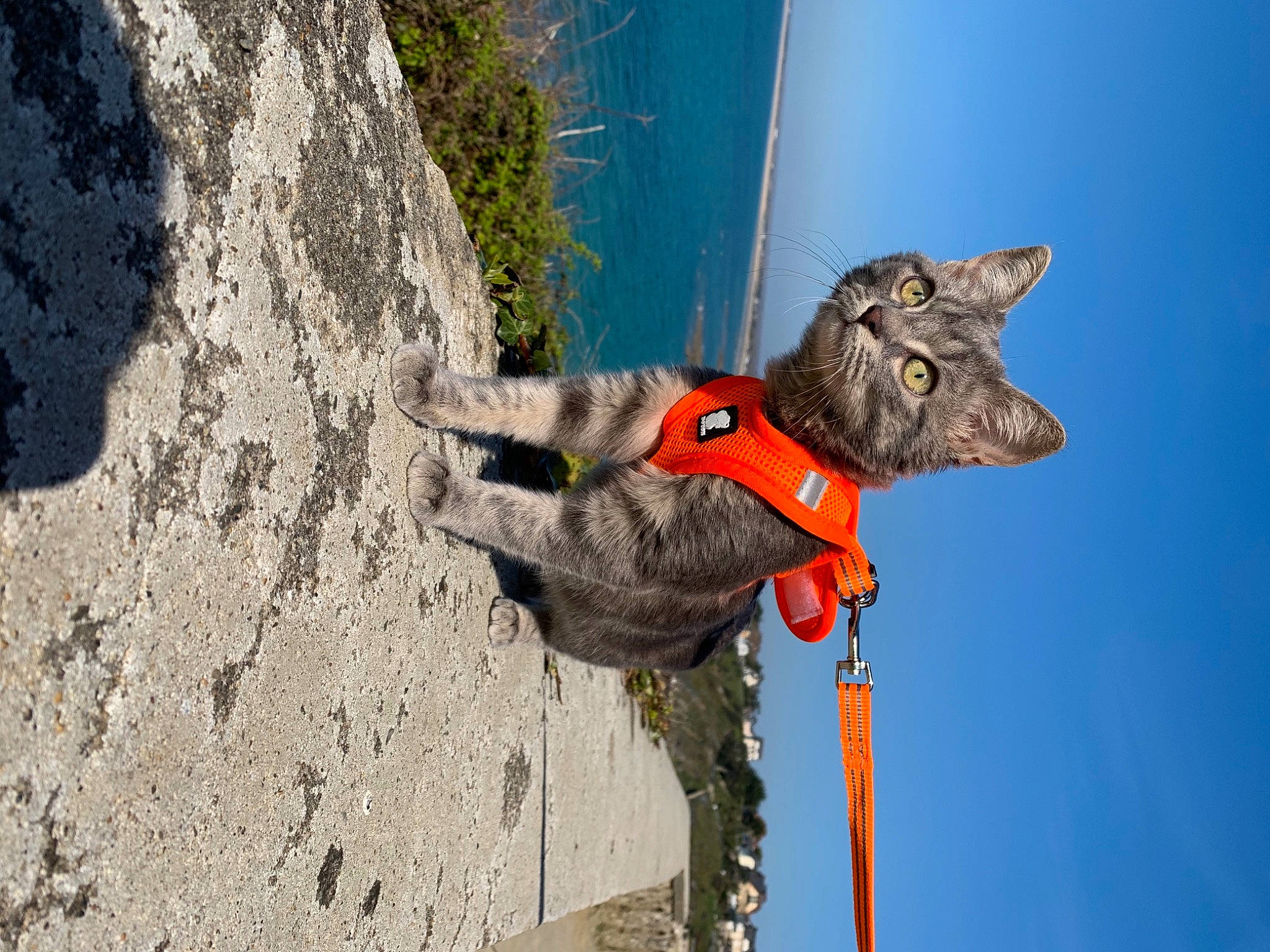 Sucrette participe au concours pour gagner de l'argent avec cette photo : adventure, azure, blue, canidae, carmine, carnivore, collar, dog, dog_breed, dog_collar, fun, leash, leisure, plant, recreation, rope, sky, snout, sporting_group, wood