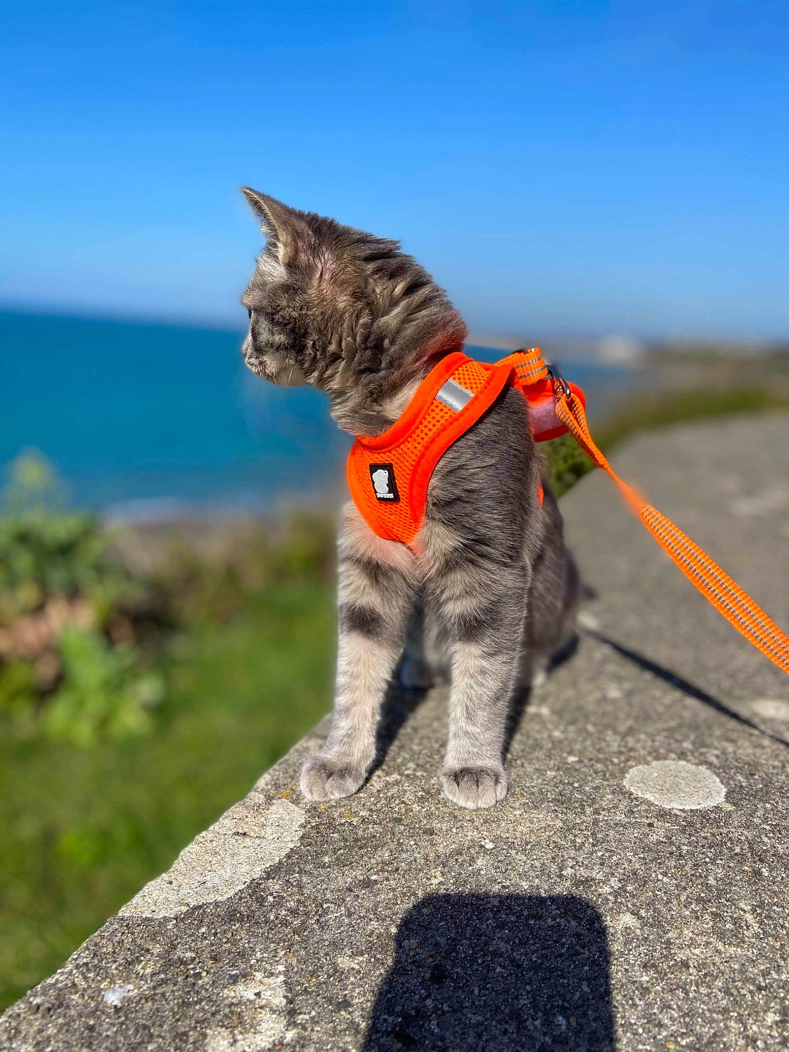 Sucrette a rejoint le concours — aidez-le/la à gagner de superbes lots ! canidae, carnivore, cat, collar, dog_breed, electric_blue, fawn, felidae, fur, grass, grey, leash, pet_supply, sky, small_to_medium_sized_cats, snout, sporting_group, tail, water, whiskers