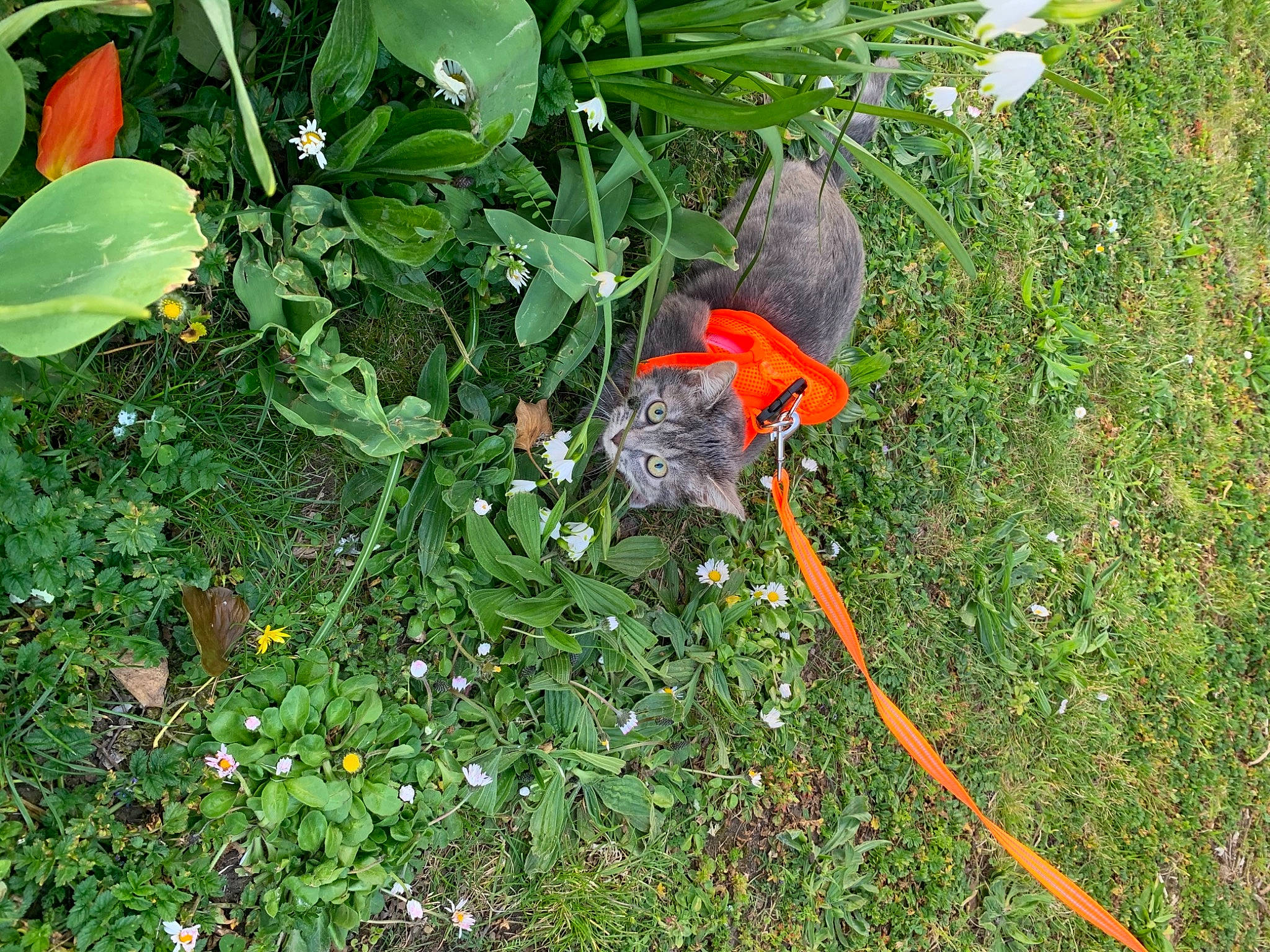 Sucrette a rejoint le concours — aidez-le/la à gagner de superbes lots ! annual_plant, flowering_plant, garden, gardening, grass, groundcover, herb, jungle, landscape, lawn_ornament, plant, shrub, soil, tail, terrestrial_animal, terrestrial_plant, yard