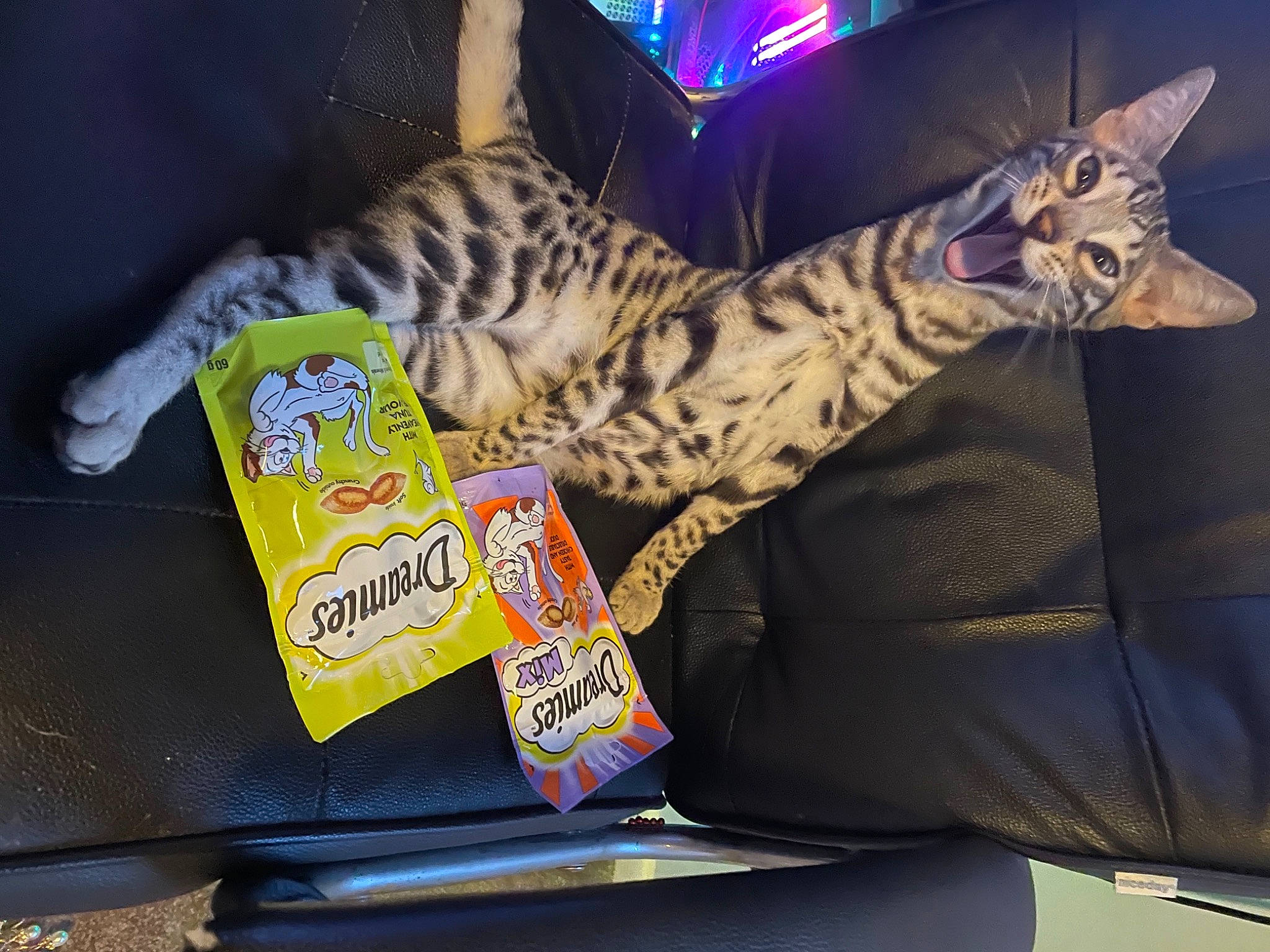 Seb is registered to the contest to win money with this photo: carnivore, cat, cat_bed, comfort, comfort_food, couch, domestic_short_haired_cat, felidae, font, fur, junk_food, metal, nap, paw, room, small_to_medium_sized_cats, tail, whiskers