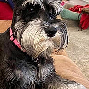 Pepper is registered to the contest to win money with this photo: animal, beard, carpet, closeup, companion, couch, cute, dog, domestic, fur, furniture, household, indoor, mammal, paw, pet, pink_collar, portrait, relaxed, schnauzer