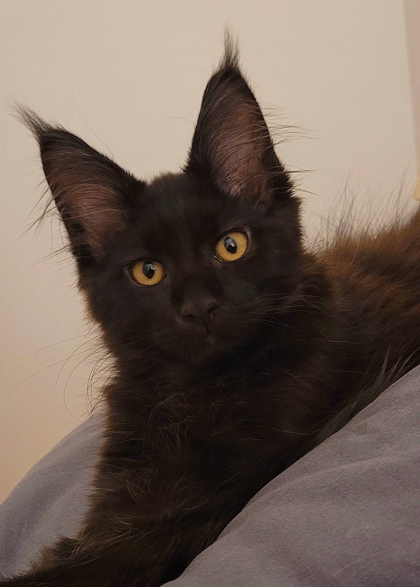 Usko a rejoint le concours — aidez-le/la à gagner de superbes lots ! black_cat, bombay, carnivore, cat, domestic_short_haired_cat, eye, felidae, fur, havana_brown, iris, small_to_medium_sized_cats, snout, tail, terrestrial_animal, whiskers, window