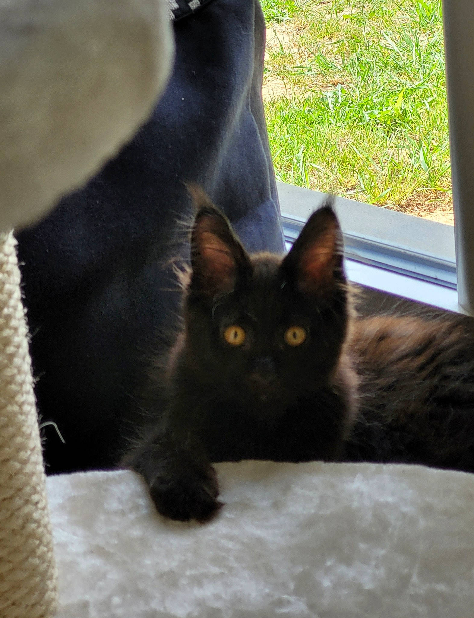 Usko participe au concours pour gagner de l'argent avec cette photo : black_cat, bombay, carnivore, cat, domestic_short_haired_cat, fawn, felidae, fur, grass, grey, mammal, plant, small_to_medium_sized_cats, snout, tail, tints_and_shades, tree, vertebrate, whiskers, wood