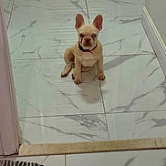 Isabella joined the competition — help win amazing prizes! puppy, french_bulldog, dog, sitting, floor, marble_floor, indoor, heterochromia, red_collar, pet, animal, young_dog, ears_up, looking_at_camera, doorway, rug, tile, small_dog, cute, companion