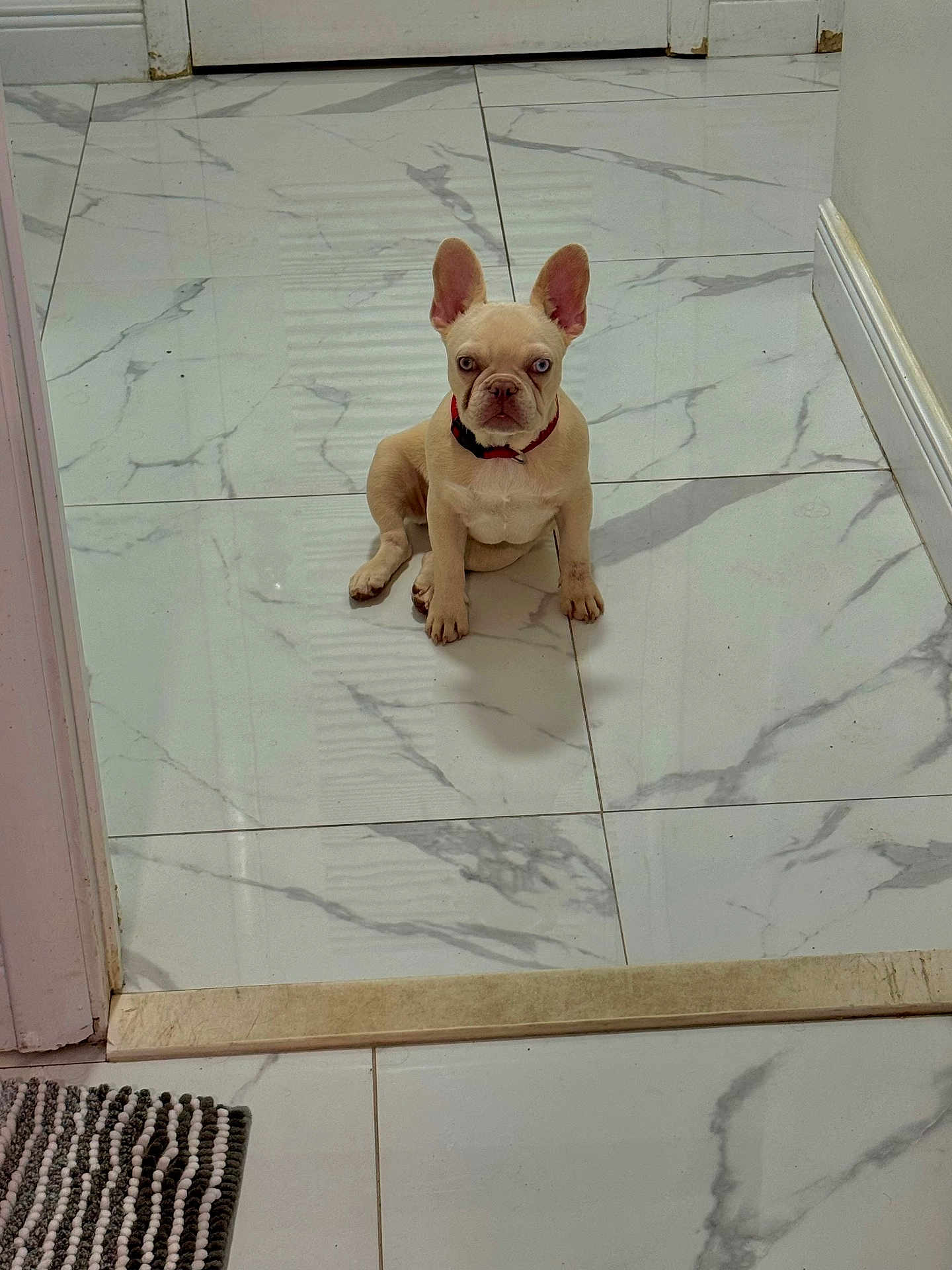 Isabella joined the competition — help win amazing prizes! puppy, french_bulldog, dog, sitting, floor, marble_floor, indoor, heterochromia, red_collar, pet, animal, young_dog, ears_up, looking_at_camera, doorway, rug, tile, small_dog, cute, companion