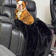 Chloe joined the competition — help win amazing prizes! bulldog, dog, pet, leather_chair, black_fur_blanket, indoor, living_room, furniture, seated, brown_and_white, wrinkled_skin, collar, floor, home, comfort, relaxed, domestic_animal, animal, portrait, canine