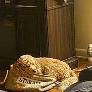 Ziggy is registered to the contest to win money with this photo: dog, sleeping, storage_bag, curly_fur, living_room, wooden_floor, furniture, decorations, pumpkins, couch, cabinet, blanket, home_interior, relaxation, pet, cozy, domestic, calm, indoor, resting