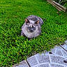 Iska participe au concours pour gagner de l'argent avec cette photo : cat, grass, outdoor, pet, animal, lawn, greenery, relaxed, fur, nature, garden, stone_path, resting, mammal, quiet, daylight, plant, leaf, ground, calm