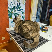 Iska a rejoint le concours — aidez-le/la à gagner de superbes lots ! cat, table, mat, fluffy, indoor, wallpaper, flower_pattern, container, warning_label, remote_control, chair, floor, wooden_floor, door, room, furniture, domestic, pet, sitting, cozy