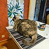 cat, table, mat, fluffy, indoor, wallpaper, flower_pattern, container, warning_label, remote_control, chair, floor, wooden_floor, door, room, furniture, domestic, pet, sitting, cozy