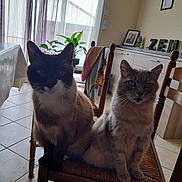Timon participe au concours pour gagner de l'argent avec cette photo : cat, cats, indoor, chair, wooden_chair, furniture, curtains, window, plant, tile_floor, room, home, pet, animal, two_cats, sitting, portrait, fur, domestic_cat, cozy