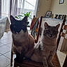 cat, cats, indoor, chair, wooden_chair, furniture, curtains, window, plant, tile_floor, room, home, pet, animal, two_cats, sitting, portrait, fur, domestic_cat, cozy