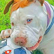 Gracie Marie is registered to the contest to win money with this photo: animal, ball, boxer, bulldog, canine, dog, face, football, grass, head, pet, pitbull, plant, puppy, soccer, soccerball, sphere, sport, tennis, tennisball