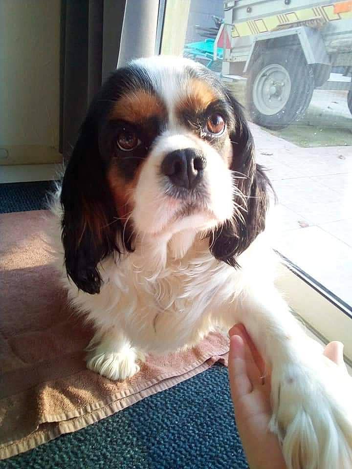 Margotte a rejoint le concours — aidez-le/la à gagner de superbes lots ! canidae, carnivore, cavalier_king_charles_spaniel, companion_dog, dog, dog_breed, door, fender, fur, king_charles_spaniel, liver, snout, spaniel, sporting_group, tire, toy_dog, vehicle, wheel, whiskers, working_animal