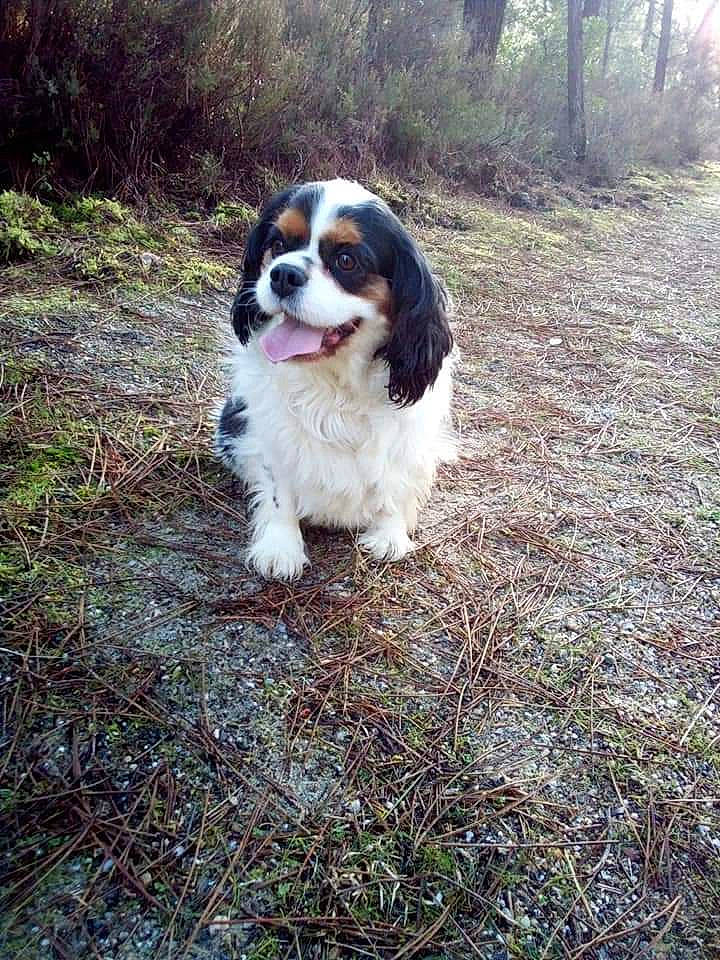 Margotte a rejoint le concours — aidez-le/la à gagner de superbes lots ! canidae, carnivore, companion_dog, dog, dog_breed, fawn, forest, fur, grass, king_charles_spaniel, leaf, natural_landscape, plant, snout, soil, sporting_group, terrestrial_animal, tree, wood, working_dog