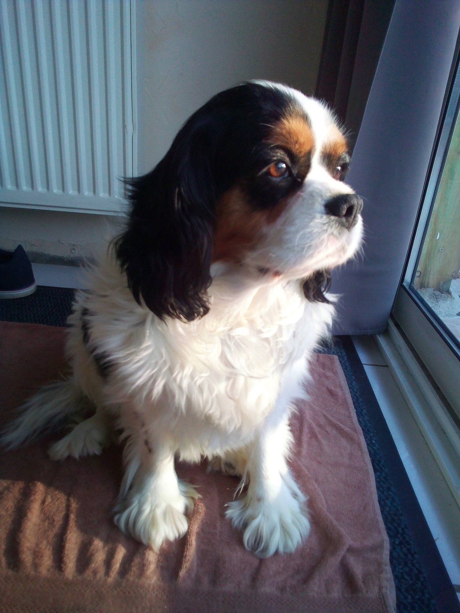 Margotte participe au concours pour gagner de l'argent avec cette photo : bored, canidae, carnivore, cavalier_king_charles_spaniel, companion_dog, dog, dog_breed, door, fawn, flooring, fur, gun_dog, king_charles_spaniel, liver, snout, spaniel, sporting_group, terrestrial_animal, toy_dog, working_dog