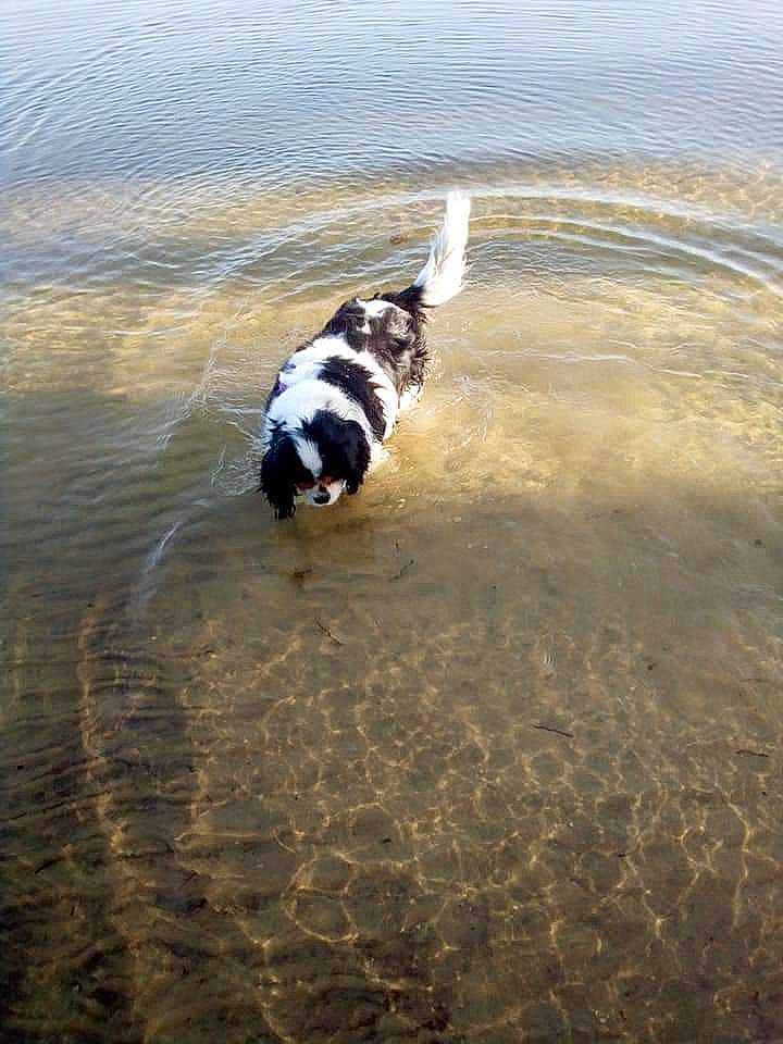 Margotte a rejoint le concours — aidez-le/la à gagner de superbes lots ! beach, canidae, carnivore, coast, companion_dog, dog, dog_breed, fluid, lake, liquid, non_sporting_group, ocean, sand, shadow, sporting_group, tail, water, wave, wind_wave, working_dog