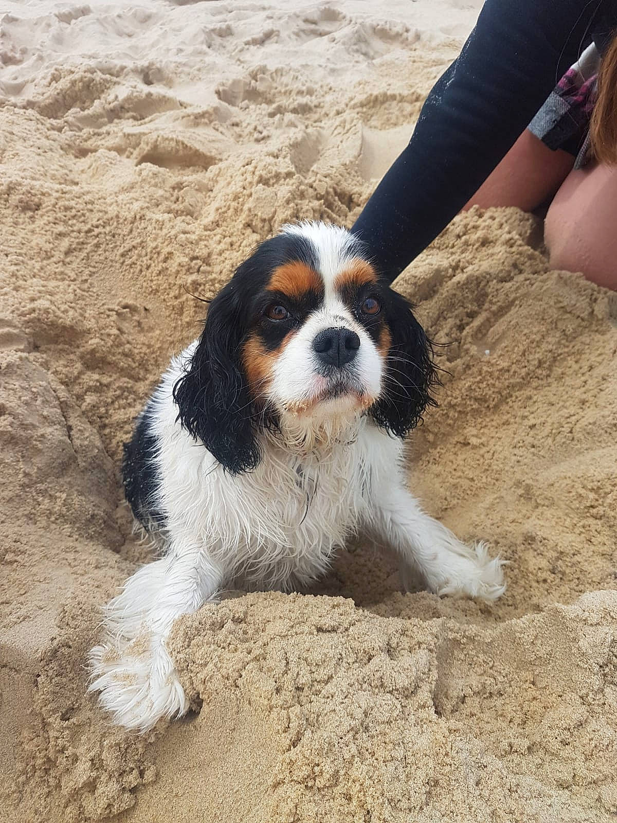 Margotte a rejoint le concours — aidez-le/la à gagner de superbes lots ! beach, canidae, carnivore, companion_dog, dog, dog_breed, fawn, fur, hunting_dog, king_charles_spaniel, landscape, paw, sand, scent_hound, snout, soil, sporting_group, terrestrial_animal, working_dog