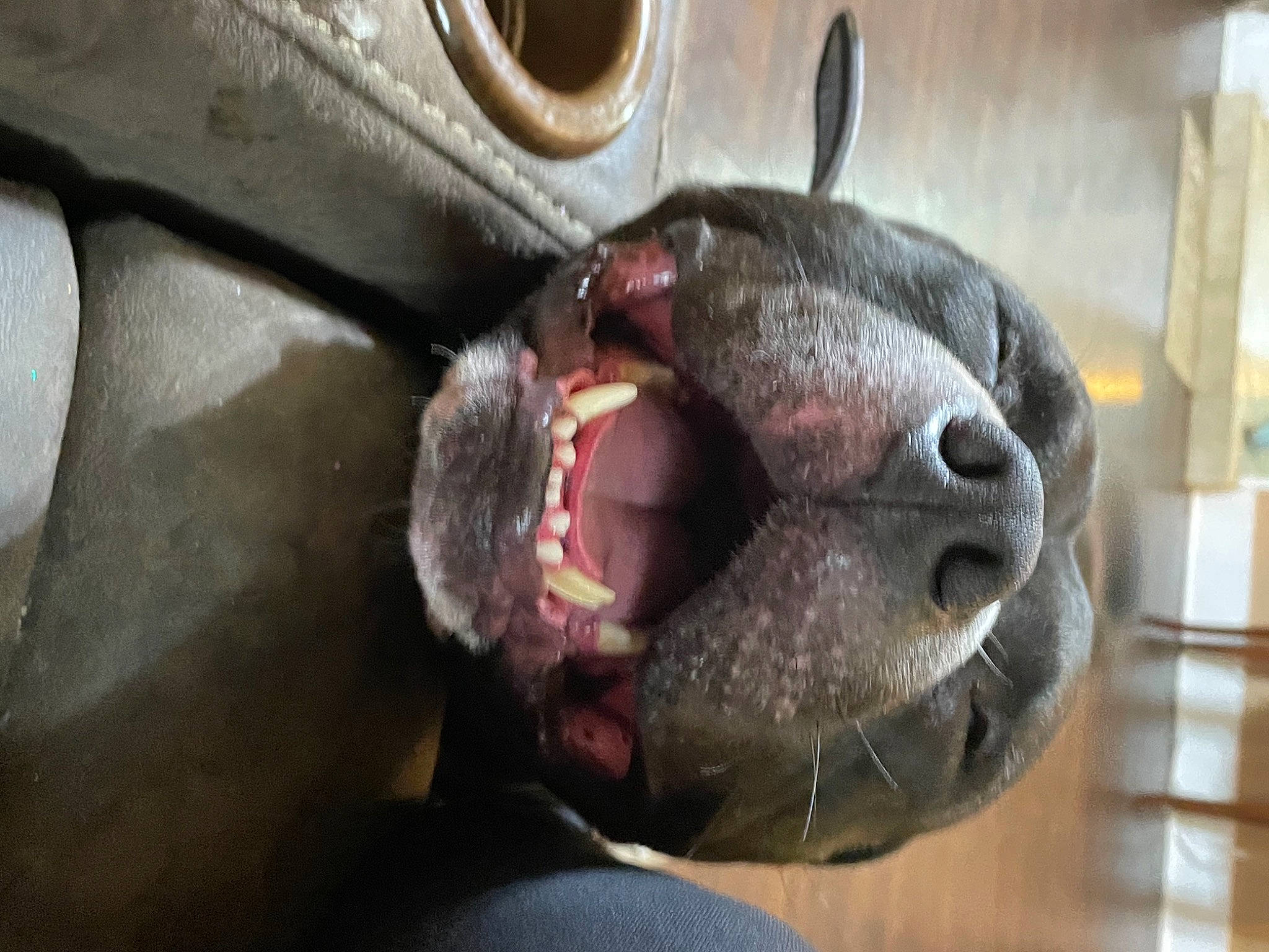 Smokie