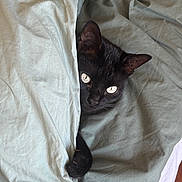 Cachou participe au concours pour gagner de l'argent avec cette photo : black_cat, cat, pet, animal, paw, blanket, bed, bedding, cozy, indoor, cute, feline, fur, whiskers, ears, eyes, resting, hiding, comfort, claws