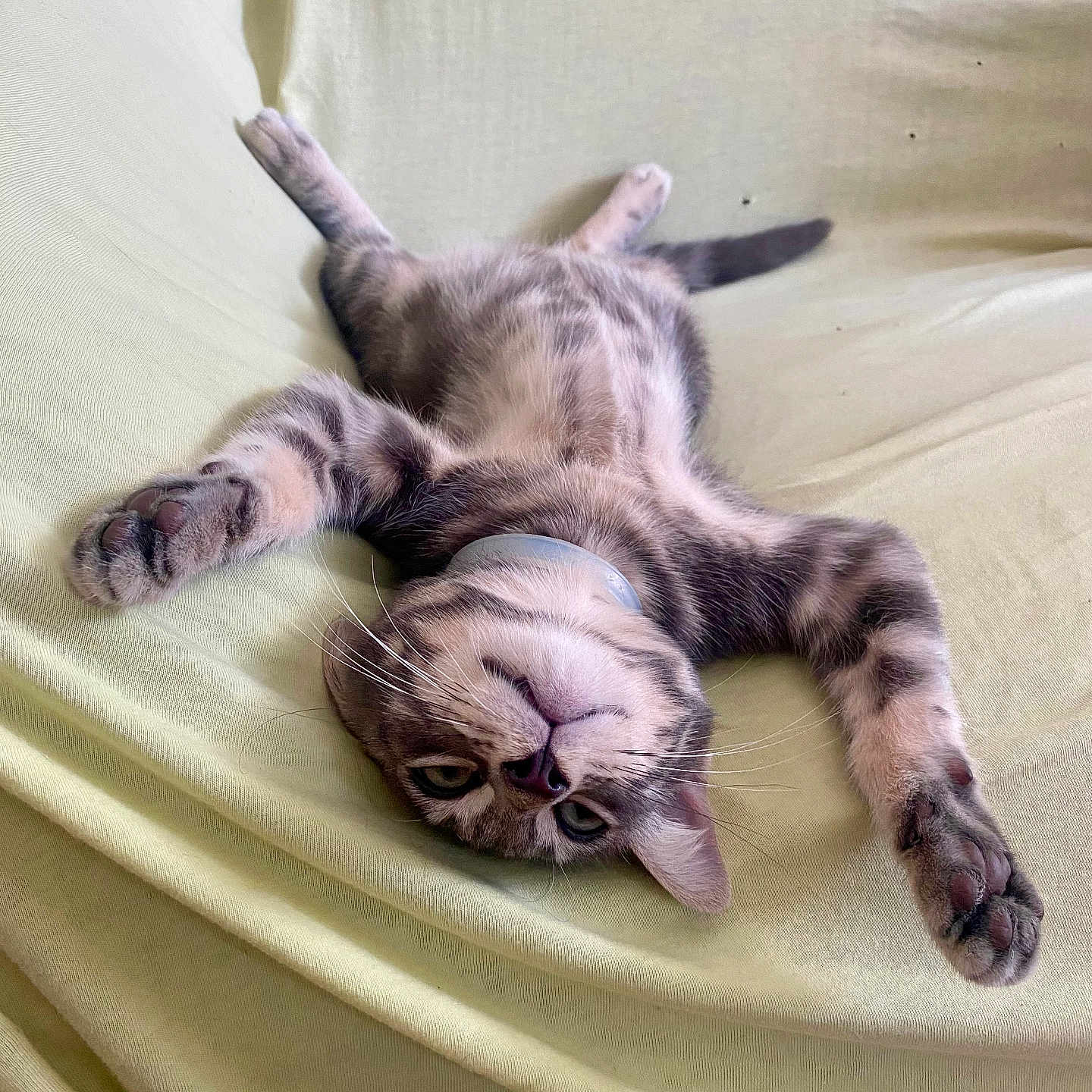 Ortie a rejoint le concours — aidez-le/la à gagner de superbes lots ! kitten, cat, animal, pet, sleeping, lying_down, upside_down, stretched, paws, whiskers, striped, collar, blanket, bed, indoors, cute, relaxed, portrait, furry, playful
