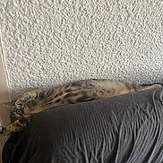 Ortie participe au concours pour gagner de l'argent avec cette photo : cat, tabby_cat, pet, feline, fluffy, striped, lying_down, upside_down, relaxed, playful, bed, bedding, bedroom, indoor, wall, textured_wall, cozy, sleeping, animal_portrait, whiskers