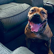 Pugh is registered to the contest to win money with this photo: animal, brown_dog, canine, carpet, chain_collar, companion, cute, dog, domestic_animal, friendly, fur, happy, house, indoor, leather_couch, living_room, pet, sitting, smiling, tongue_out