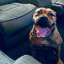 animal, brown_dog, canine, carpet, chain_collar, companion, cute, dog, domestic_animal, friendly, fur, happy, house, indoor, leather_couch, living_room, pet, sitting, smiling, tongue_out