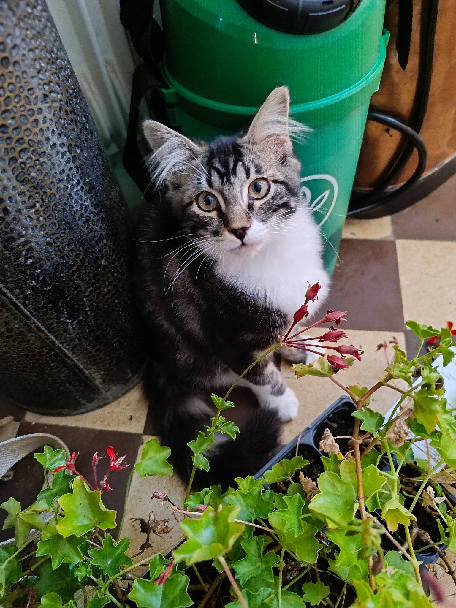 Baguera participe au concours pour gagner de l'argent avec cette photo : annual_plant, automotive_tire, carnivore, cat, domestic_short_haired_cat, felidae, fur, garden, grass, green, groundcover, herb, herbaceous_plant, houseplant, mammal, plant, small_to_medium_sized_cats, tail, vertebrate, whiskers